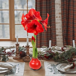 Waxed Amaryllis Bulb